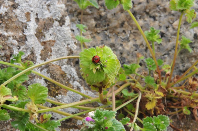 Lamium amplexicaule